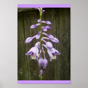 Poster Hosta Flower