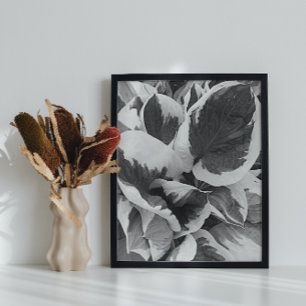 Poster Hosta Leaves Black and White Photo Glossy