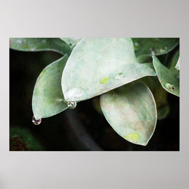 Poster Hosta mit Regentropfen (Devant)