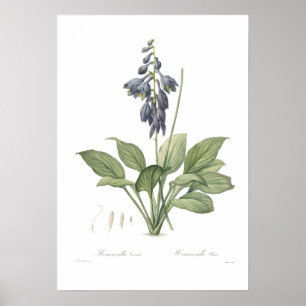 Poster Hosta ventricosa