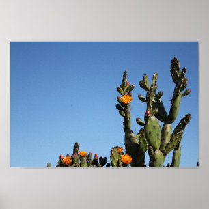 Poster Hot Africa Desert Cactus Plante Prickly Pear Flowe