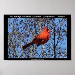 Poster Hot Springs Mountain, AR - Promenade - Cardinal