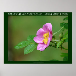 Poster Hot Springs National Park, AR Wild Rose Stamps
