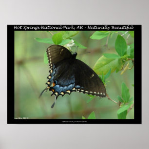 Poster Hot Springs National Park Swallowtail Butterfly