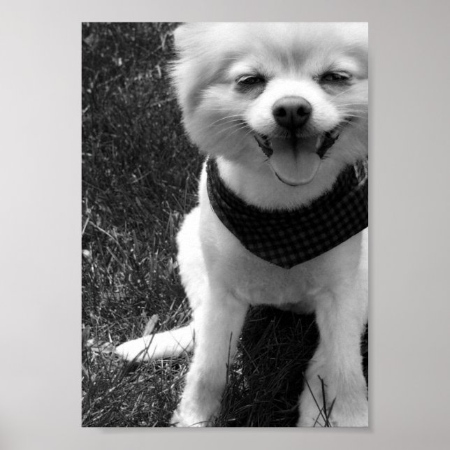 Poster Hot Summer Doggy Days (Devant)