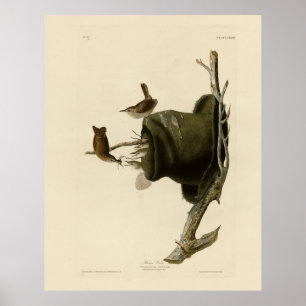 Poster House Wren de Audubon's Birds of America