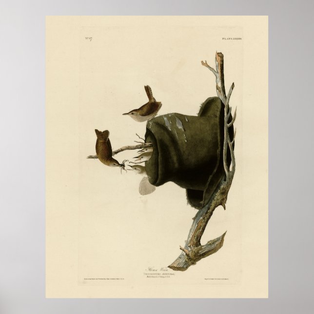 Poster House Wren de Audubon's Birds of America (Devant)