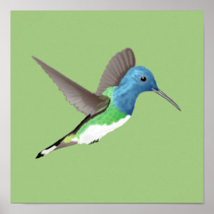 Poster Hovering Jacobin Hummingbird - transparent.