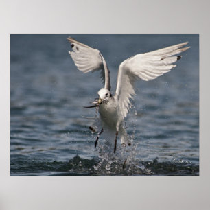 Poster Hovering Kittiwake