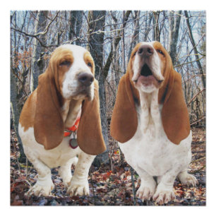 Poster Howling Basset Hound Woodland