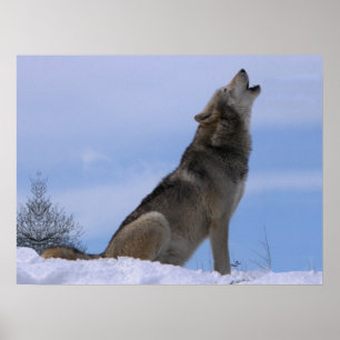 Poster Howling Loup de bois de l'Alaska