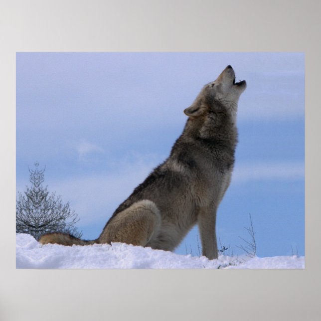 Poster Howling Loup de bois de l'Alaska (Devant)