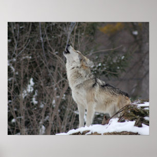 Poster Howling Wolf En Hiver