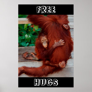 Poster Hugs libres Borneo orangutan