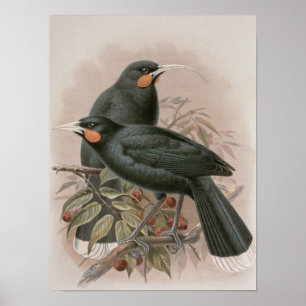 Poster Huia