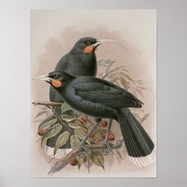 Poster Huia (Devant)