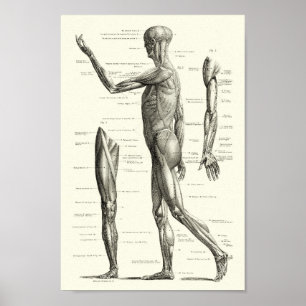 Poster Human anatomy, muscles of the human body