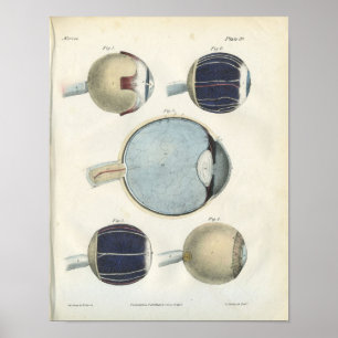 Poster Human Eye Anatomy Print