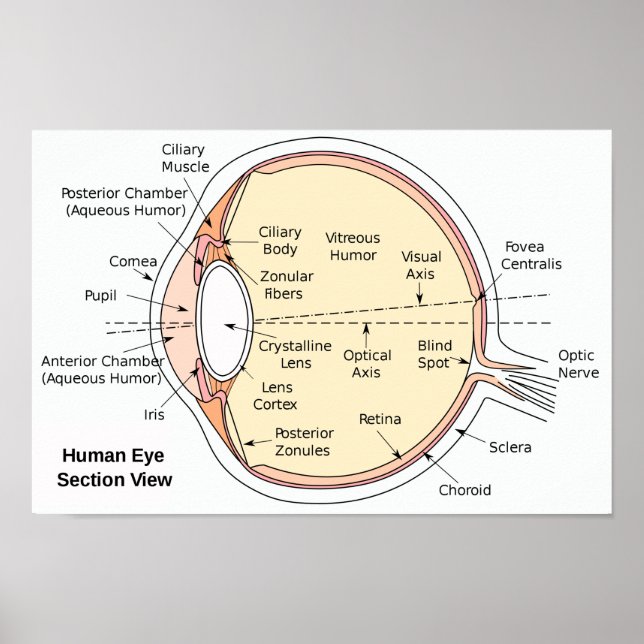 Poster Human Eye Ball Anatomical Diagram (Front)