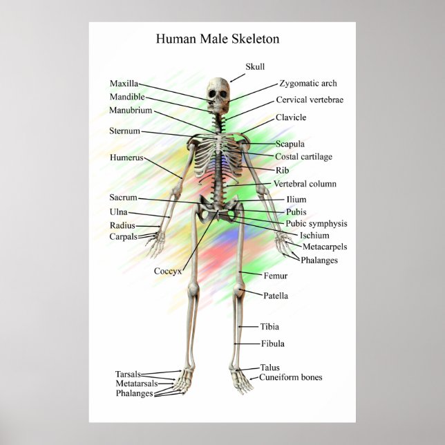 Poster Human Homme Skeleton (Devant)
