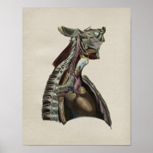 Poster Human Nervous System Anatomy Vintage Print