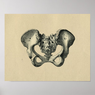 Poster Human Pelvis Anatomy 1902 Vintage Print
