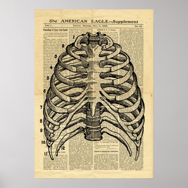 Poster Human Skeleton Thorax on newspaper (Front)