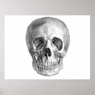 Poster Human skull anatomy sketch drawing