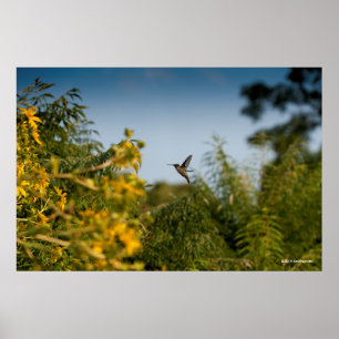 Poster Hummingbird in Flight