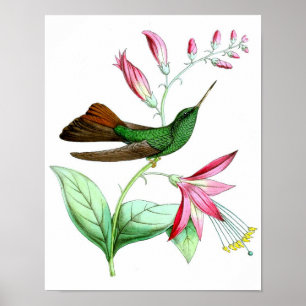 Poster Hummingbird No.3 Antique Histoire Naturelle Imprim