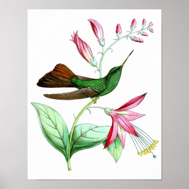 Poster Hummingbird No.3 Antique Histoire Naturelle Imprim (Devant)
