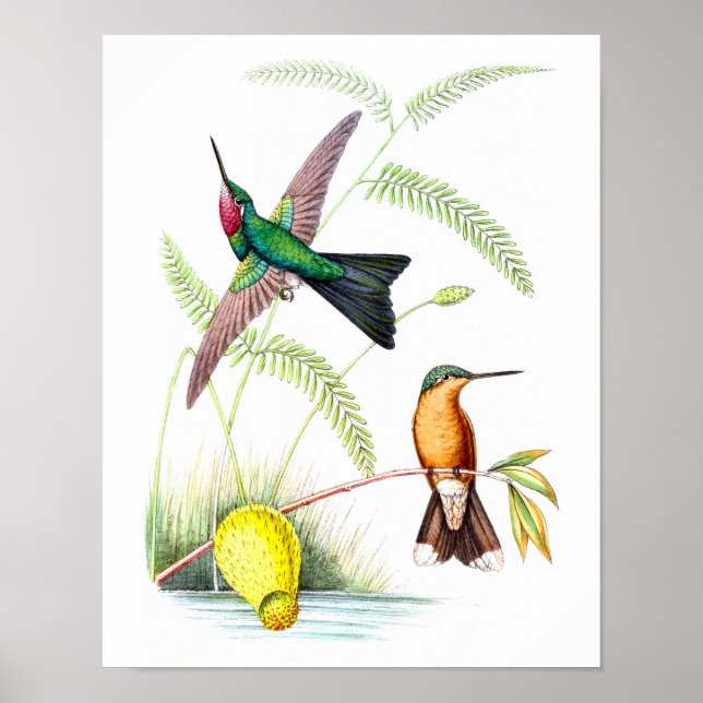 Poster Hummingbird No.5 Antique Histoire Naturelle Imprim (Devant)