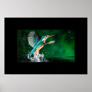 Poster-Hummingbird Poster