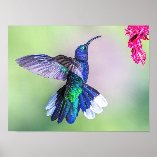 Poster Hummingbird violet volant dans une pose gracieuse (Devant)