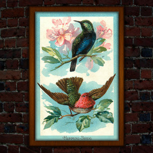 Poster Hummingbirds vintages 1917 Art tropical