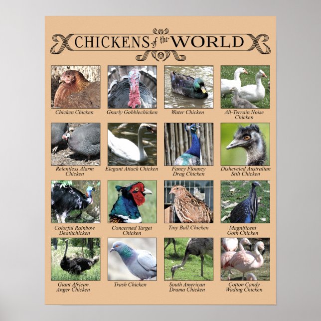 Poster humoristique des poulets du monde (Devant)