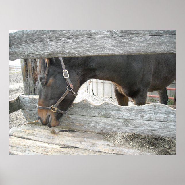 Poster Humour sur les chevaux de ferme (Devant)