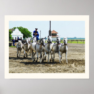 Poster Hungarian horse riding