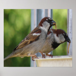 Poster Hungry House Sparrows Print