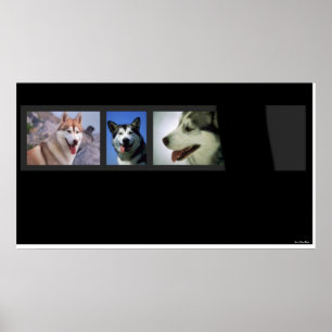 Poster Huskies Print