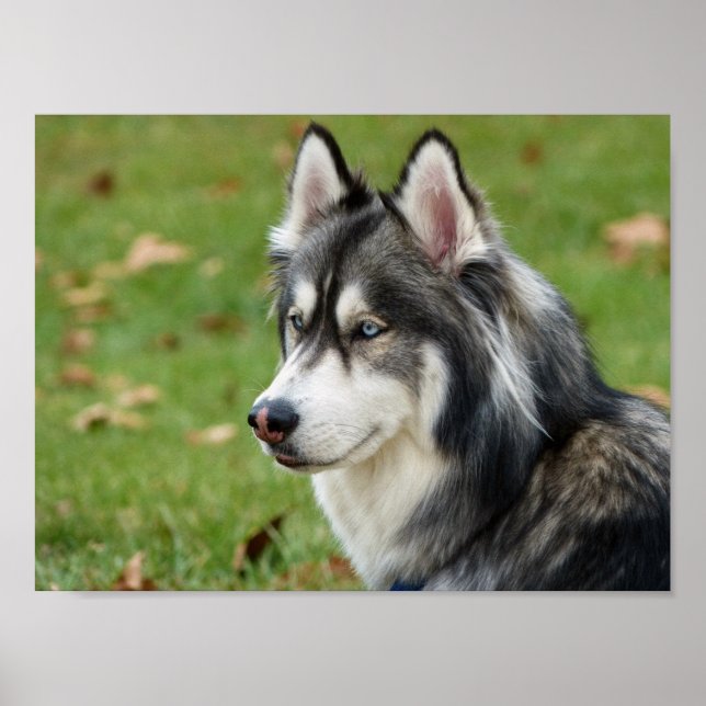 Poster Husky (Devant)