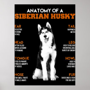 Poster Husky   Anatomie Des Chiens Husky Sibériens