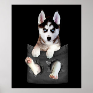 Poster Husky Sibérien Dans Pocket Puppy