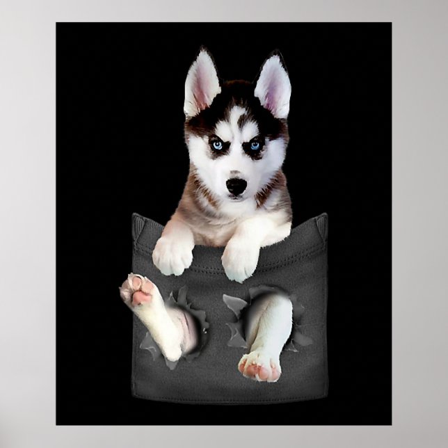 Poster Husky Sibérien Dans Pocket Puppy (Devant)