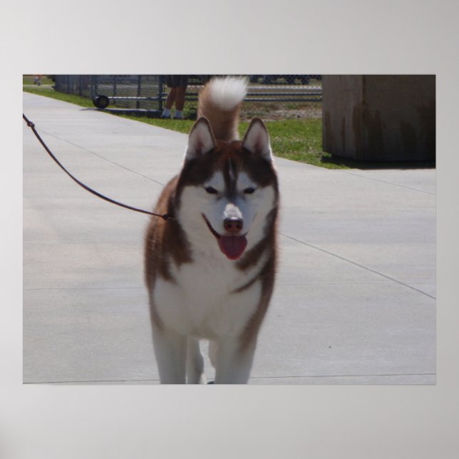 Poster Husky Sibérien Rouge (Devant)