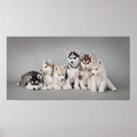 Huskys