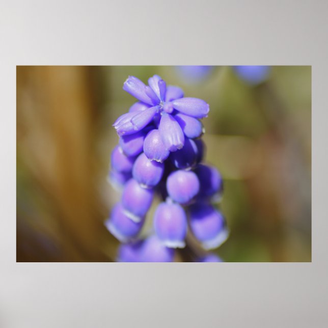Poster Hyacinthe de raisin (Devant)