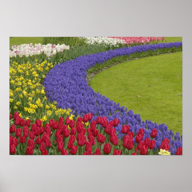 Poster Hyacinthe des tulipes et des raisins et jardin des (Devant)