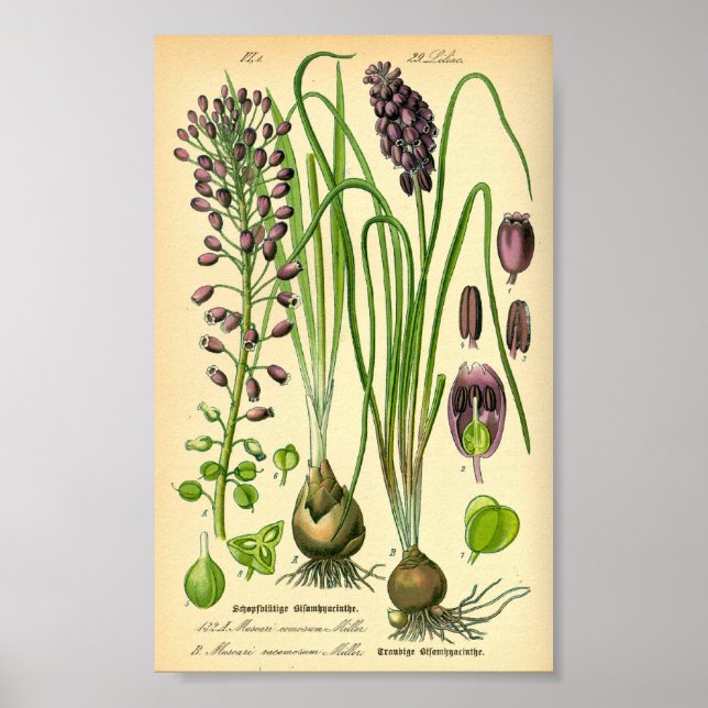 Poster Hyacinthe du raisin (Muscari négligectum) (Devant)