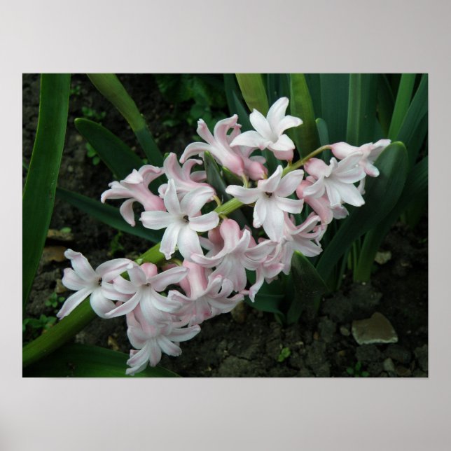 Poster Hyacinthe en fleur Imprimer (Devant)